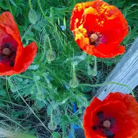 Du Devez Des Bruyéres *